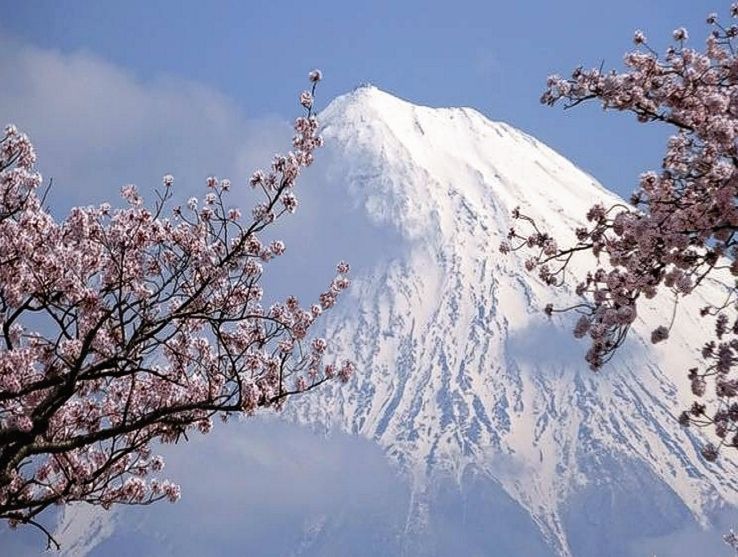 Kirschblüte vor dem Fuji-san